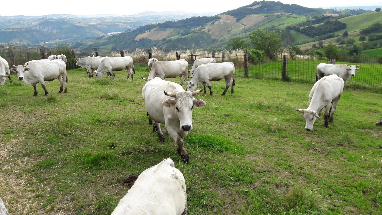 Azienda Agrituristica Colle San Giorgio Castiglione Messer Raimondo Екстер'єр фото
